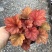 一加仑矾根#花镜植物推荐#易成活成活率高#产地直供价