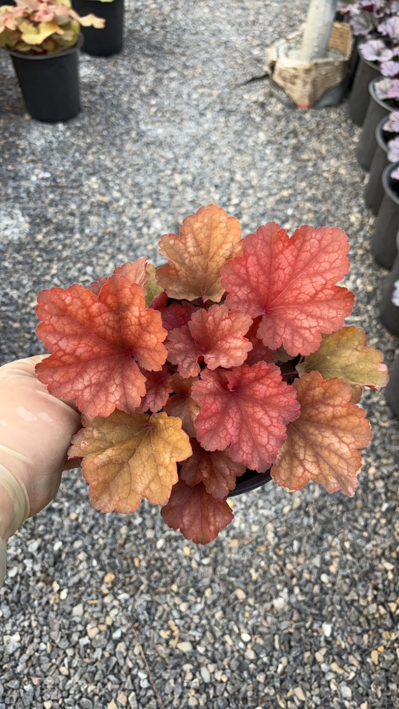 一加仑矾根#花镜植物推荐#易成活成活率高#产地直供价
