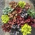 一加仑矾根#花镜植物推荐#易成活成活率高#产地直供价