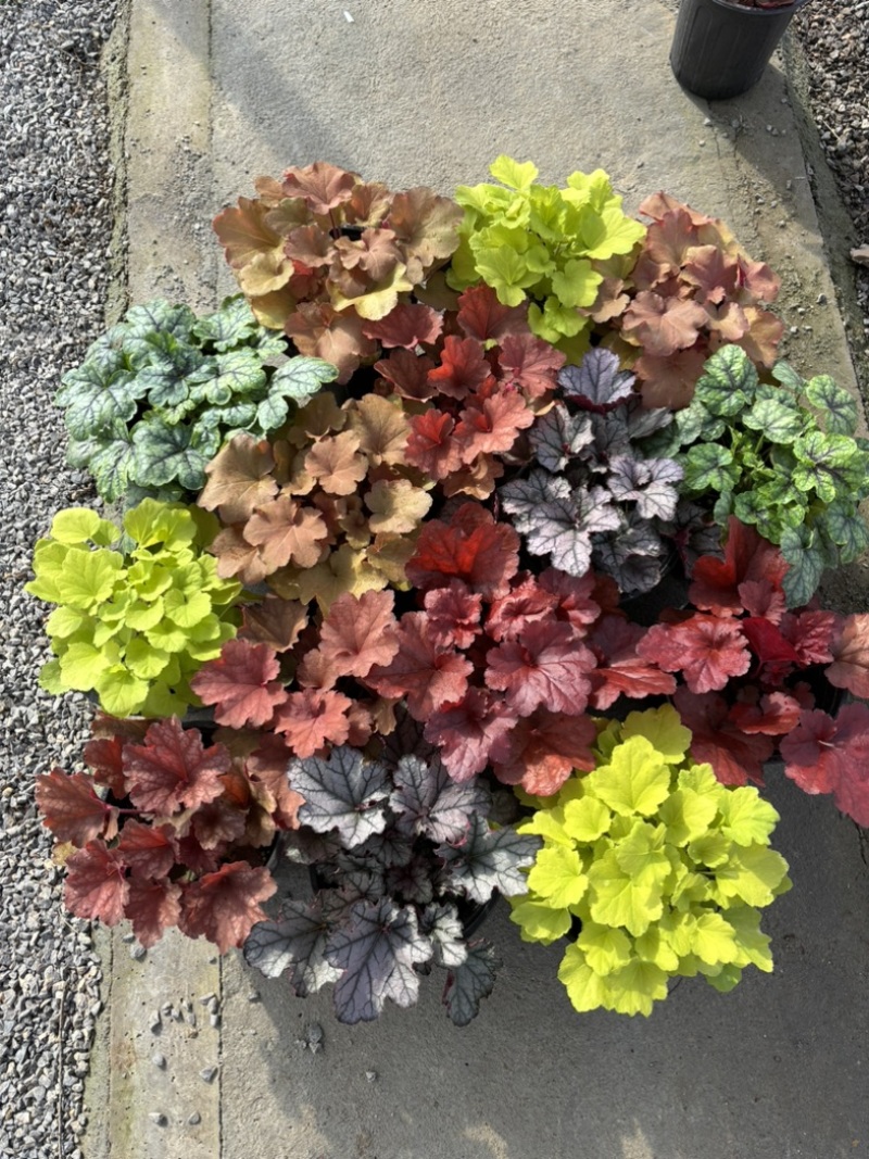 一加仑矾根#花镜植物推荐#易成活成活率高#产地直供价