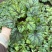 一加仑矾根#花镜植物推荐#易成活成活率高#产地直供价