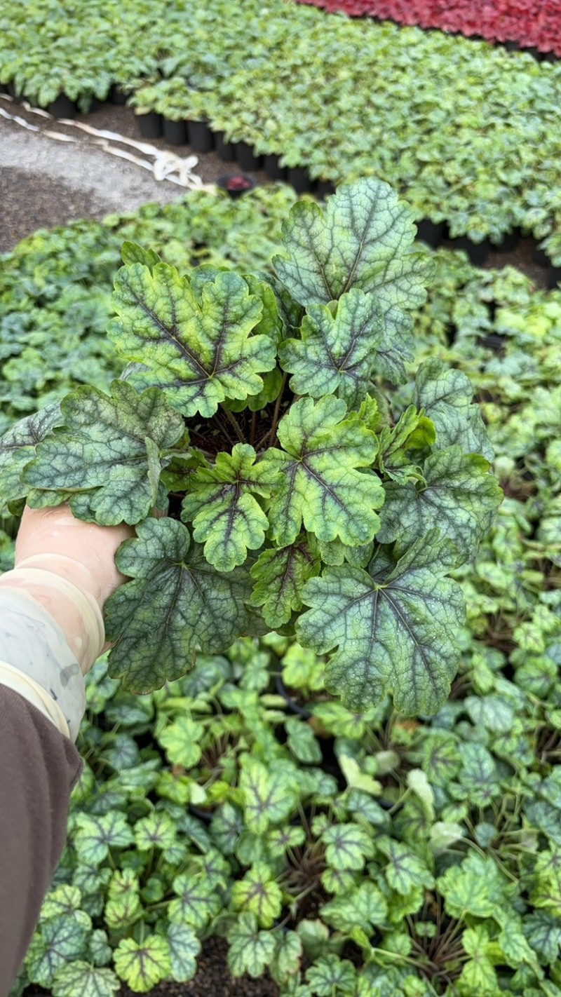 一加仑矾根#花镜植物推荐#易成活成活率高#产地直供价