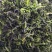 脱水蔬菜万年青