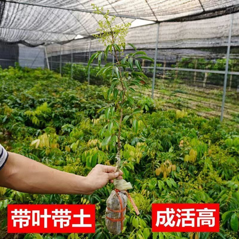 新品种挂绿荔枝苗带土带叶发货当年开花结果带泥球发货