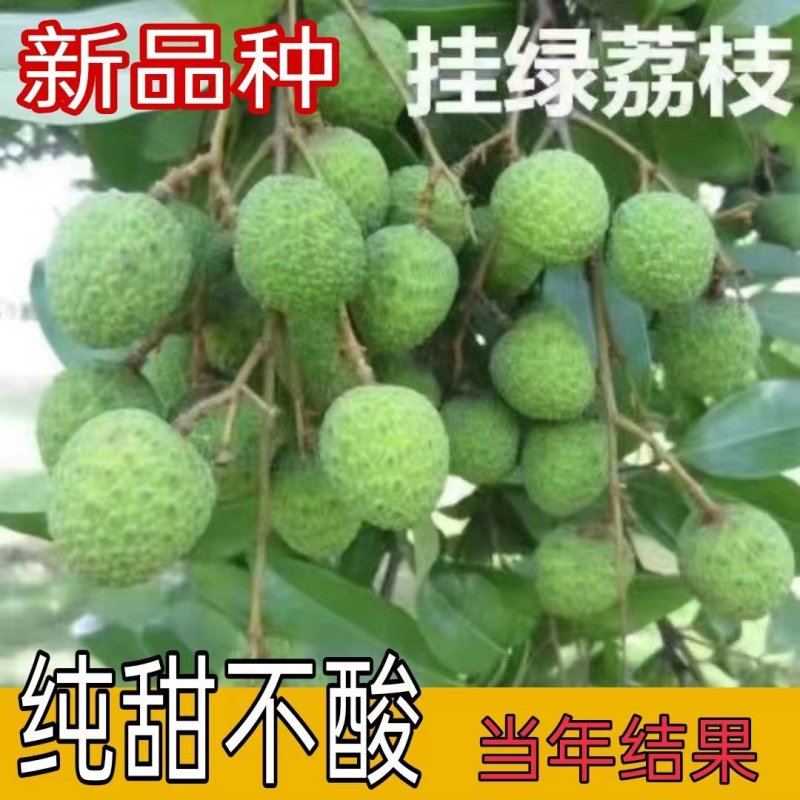 新品种挂绿荔枝苗带土带叶发货当年开花结果带泥球发货