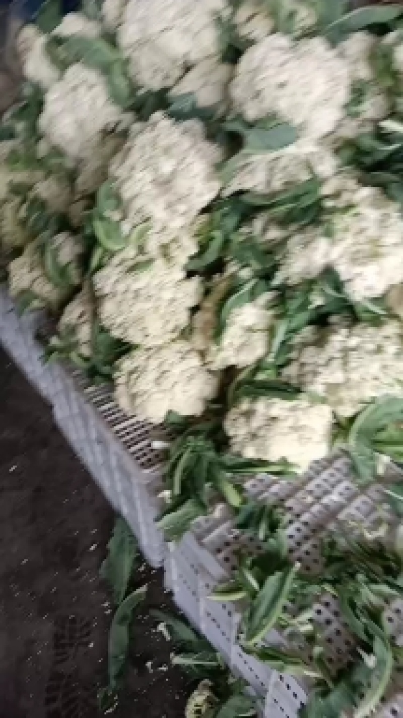 江苏东台有机花菜大量供应中！基地直供！质量保证！