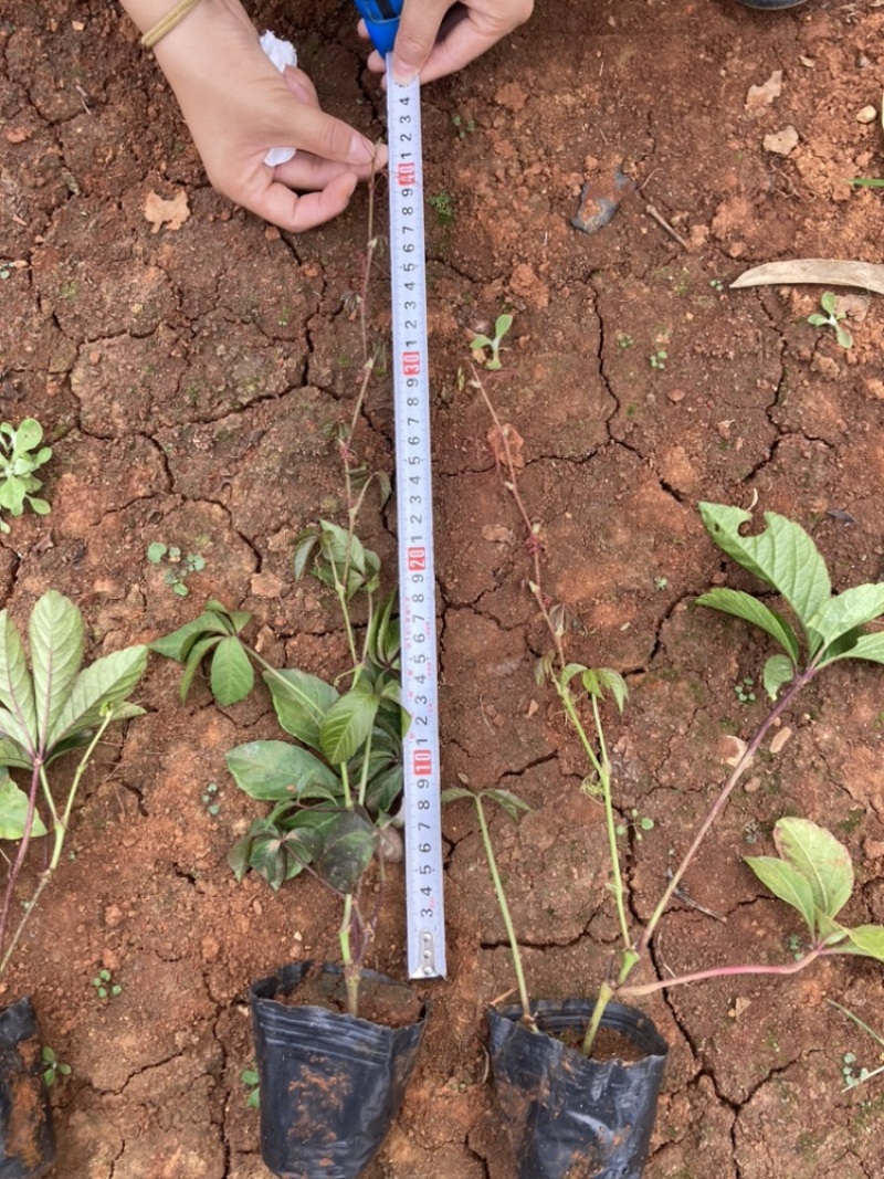 爬山虎小袋中袋大量供应苗圃基地直销量大从优