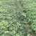 爬山虎小袋中袋大量供应苗圃基地直销量大从优
