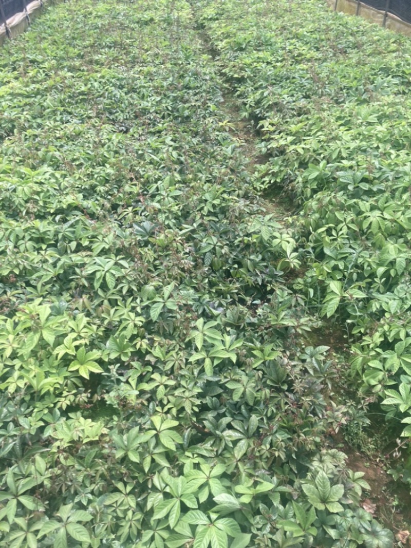爬山虎小袋中袋大量供应苗圃基地直销量大从优