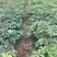 爬山虎小袋中袋大量供应苗圃基地直销量大从优