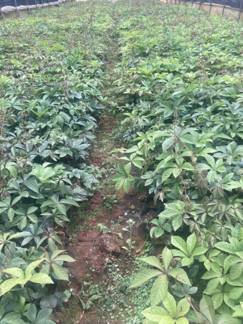 爬山虎小袋中袋大量供应苗圃基地直销量大从优