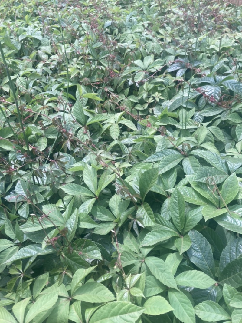 爬山虎小袋中袋大量供应苗圃基地直销量大从优