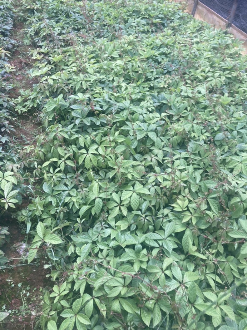 爬山虎小袋中袋大量供应苗圃基地直销量大从优
