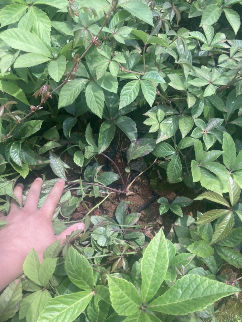 爬山虎小袋中袋大量供应苗圃基地直销量大从优