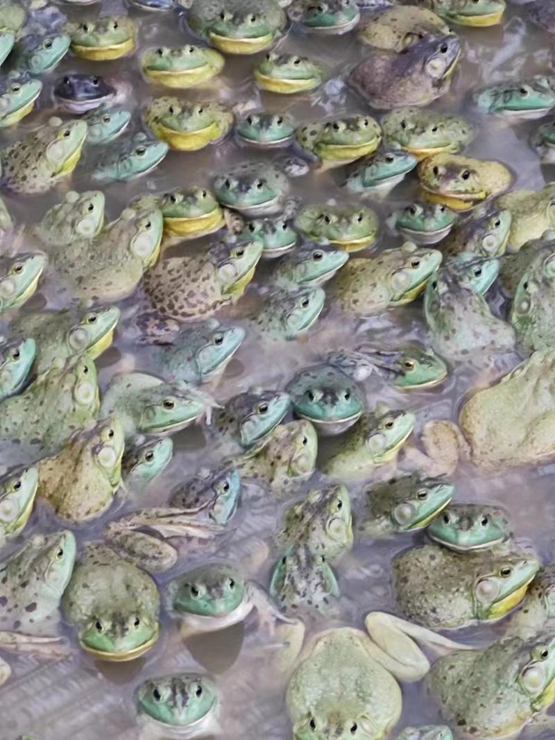 美蛙/牛蛙