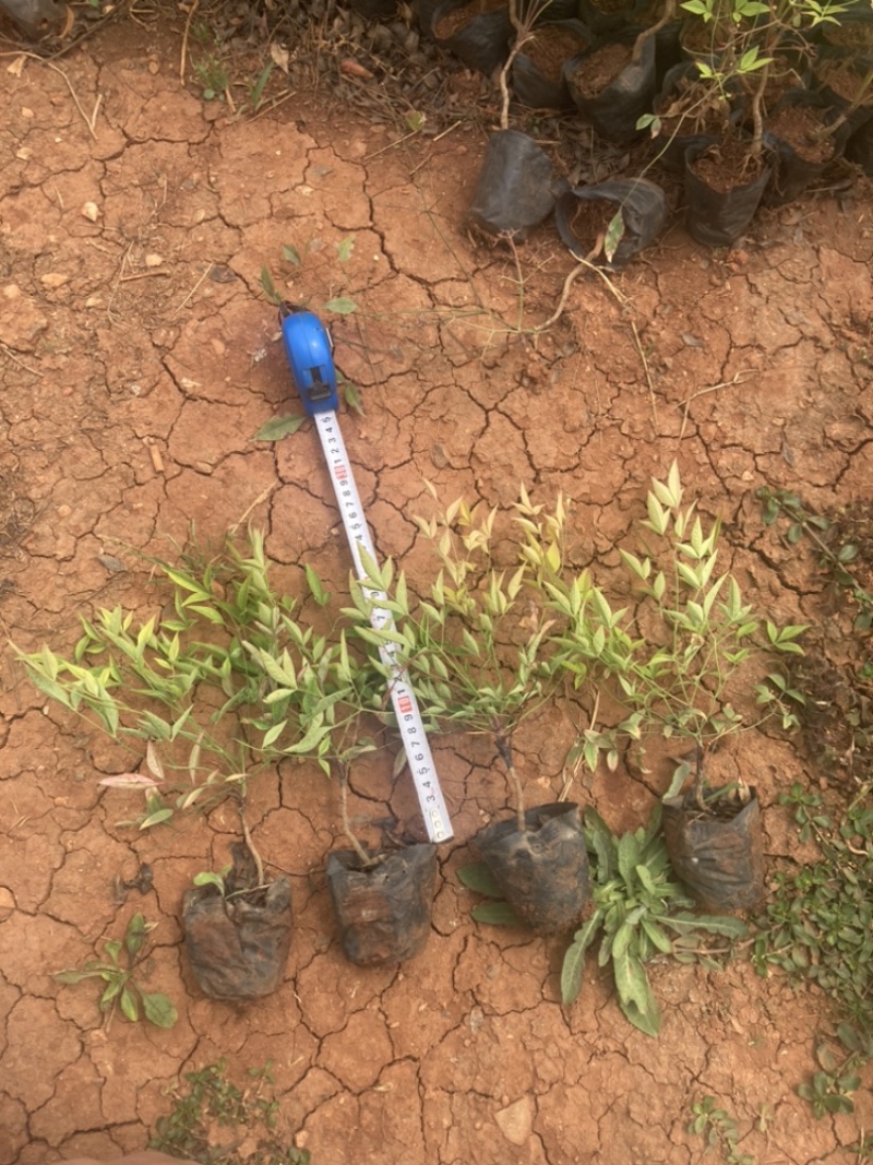南天竺小袋基地直销大量供应云南苗圃