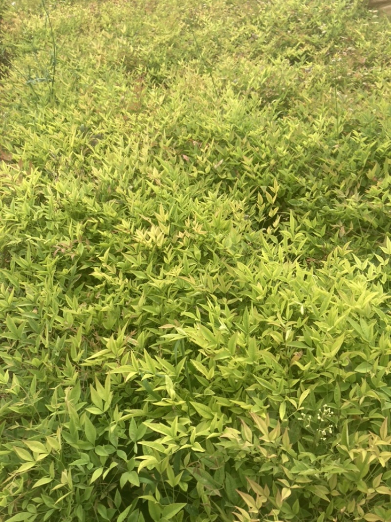 南天竺小袋基地直销大量供应云南苗圃