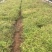 南天竺小袋基地直销大量供应云南苗圃