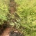 南天竺小袋基地直销大量供应云南苗圃