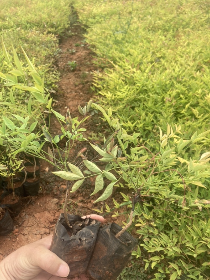 南天竺小袋基地直销大量供应云南苗圃