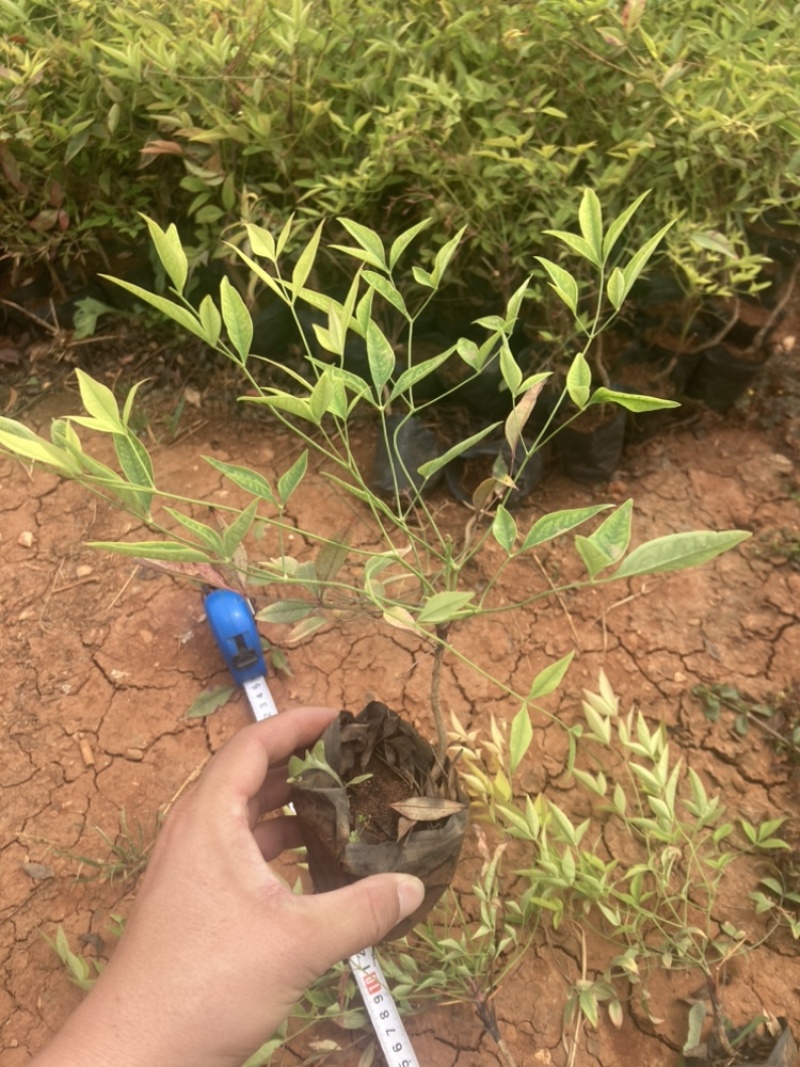 南天竺小袋基地直销大量供应云南苗圃