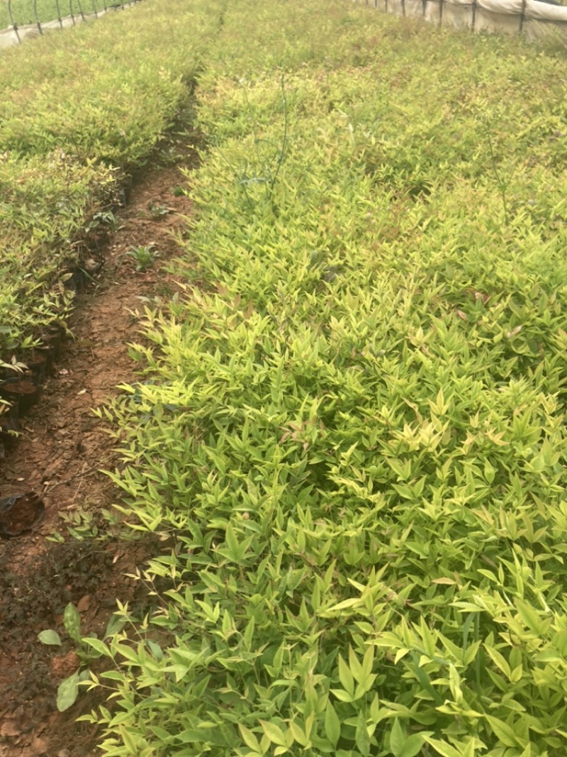 南天竺小袋基地直销大量供应云南苗圃