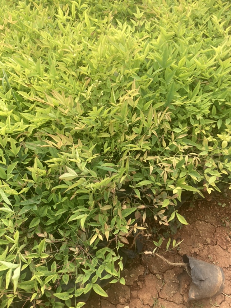 南天竺小袋基地直销大量供应云南苗圃