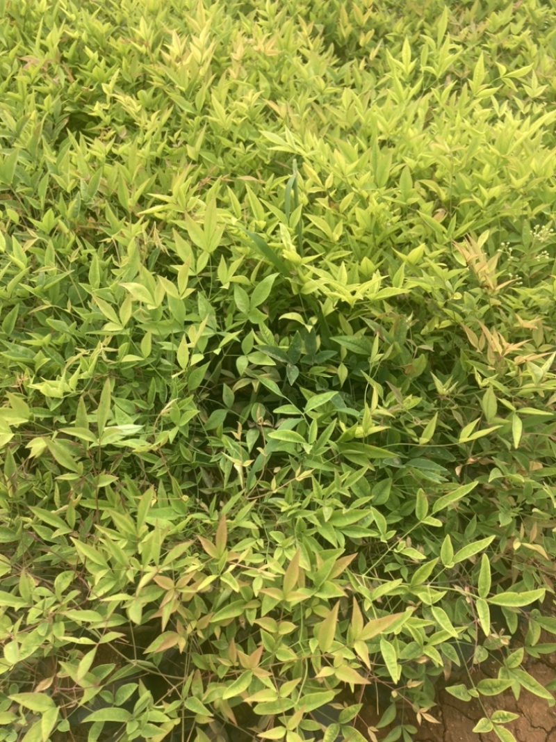 南天竺小袋基地直销大量供应云南苗圃