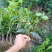 自产自销【桂花树】四季桂苗圃现挖现发提供技术
