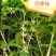 自产自销【桂花树】四季桂苗圃现挖现发提供技术
