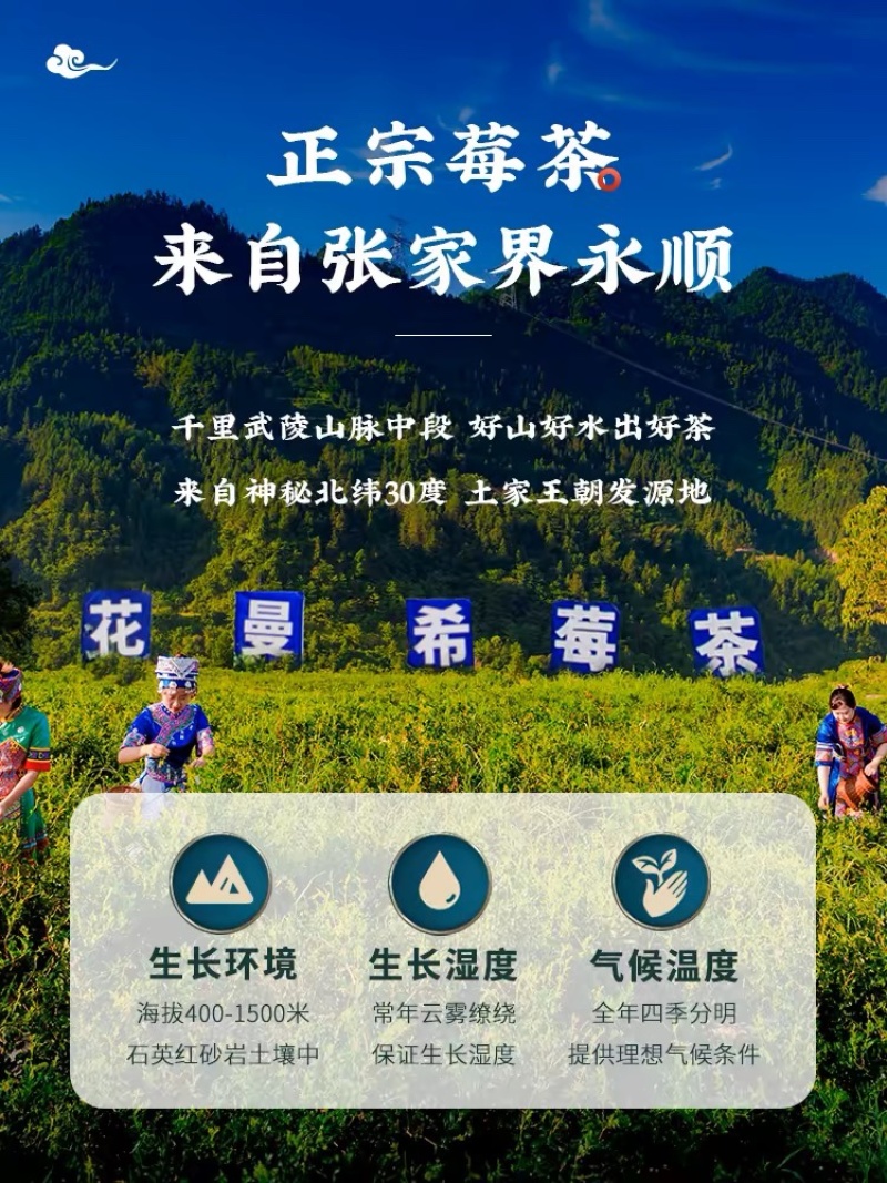 张家界野生藤茶一级藤茶量大优惠欢迎实地考察