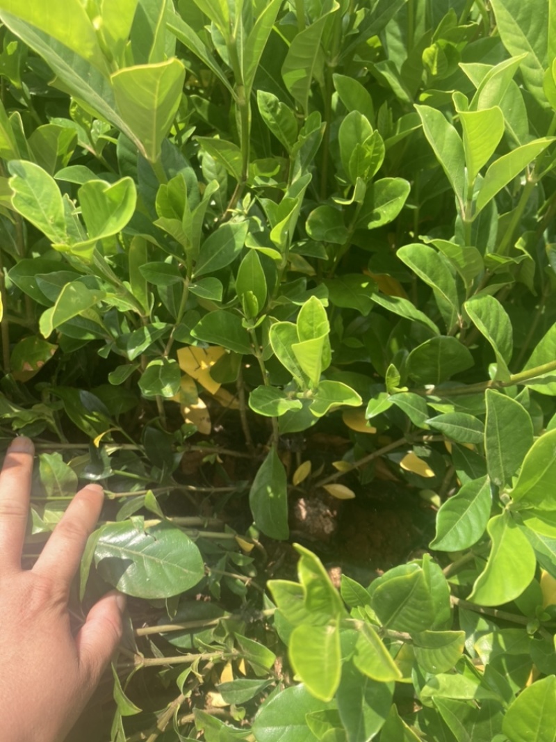 栀子花小袋大量供应苗圃精选小叶中叶大叶