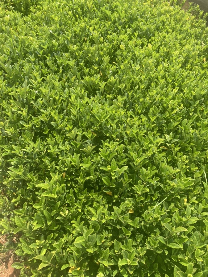 栀子花小袋大量供应苗圃精选小叶中叶大叶
