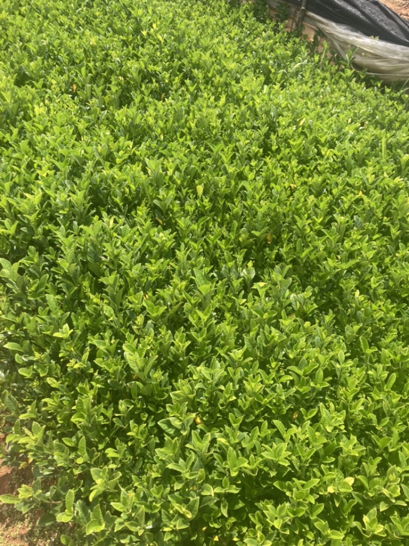栀子花小袋大量供应苗圃精选小叶中叶大叶