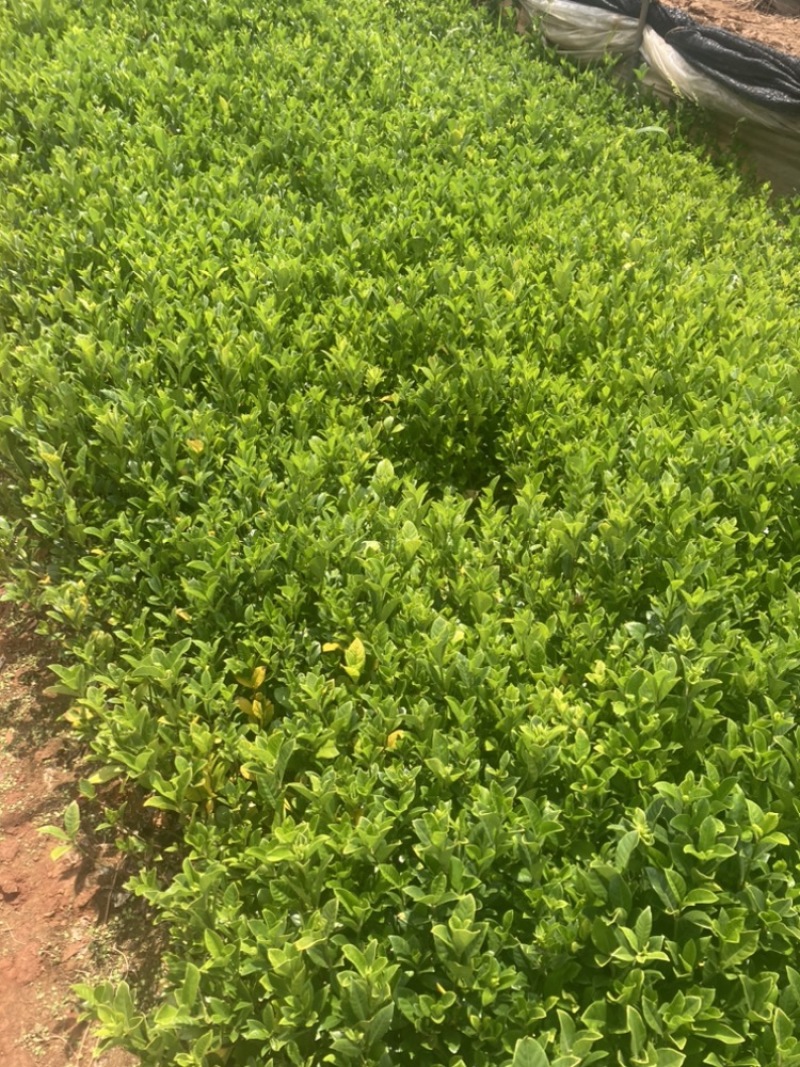 栀子花小袋大量供应苗圃精选小叶中叶大叶