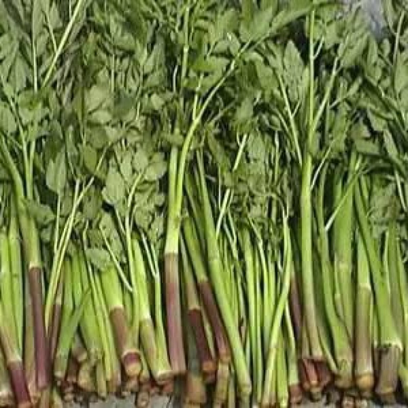 山茶油