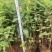 金丝桃中杯小苗基地直销大量供应棵棵精选价格优惠