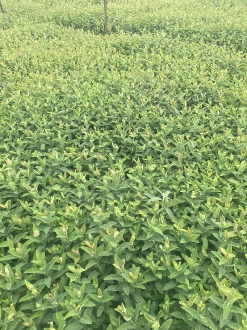 金丝桃中杯小苗基地直销大量供应棵棵精选价格优惠