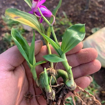 三叉紫花大白芨包邮全场批发价格包技术包成活