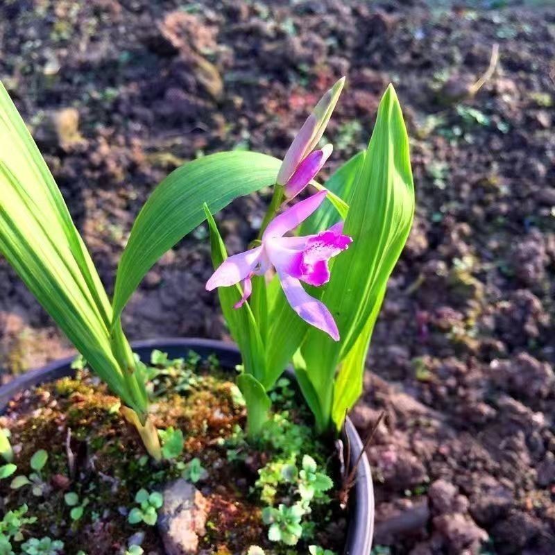 三叉紫花大白芨包邮全场批发价格包技术包成活