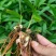 三叉紫花大白芨包邮全场批发价格包技术包成活