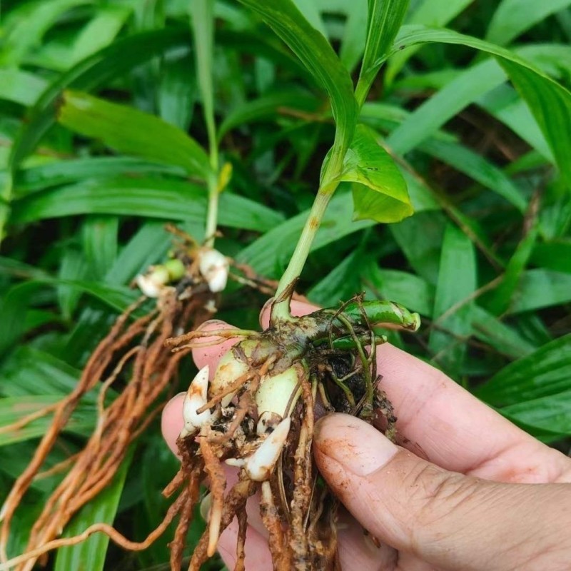 三叉紫花大白芨包邮全场批发价格包技术包成活