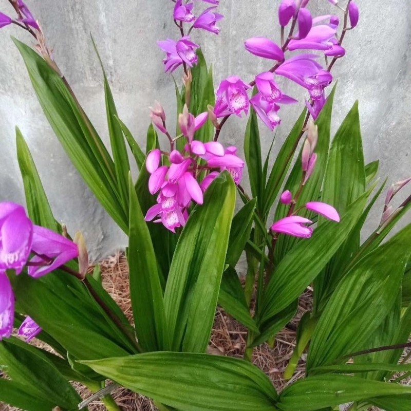 三叉紫花大白芨包邮全场批发价格包技术包成活