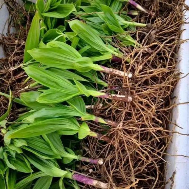 三叉紫花大白芨包邮全场批发价格包技术包成活