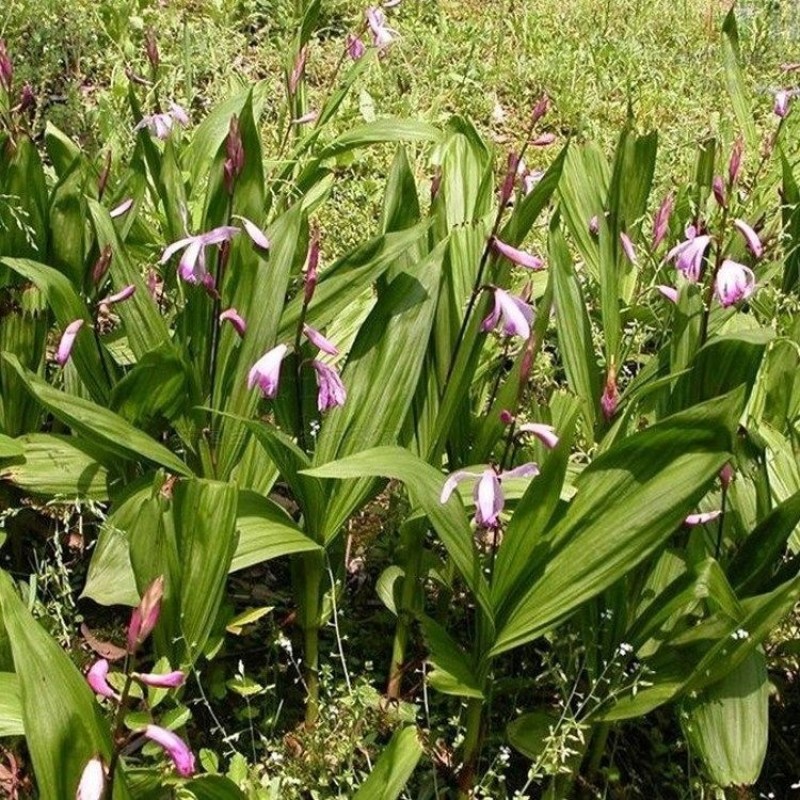 三叉紫花大白芨包邮全场批发价格包技术包成活