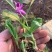 三叉紫花大白芨包邮全场批发价格包技术包成活