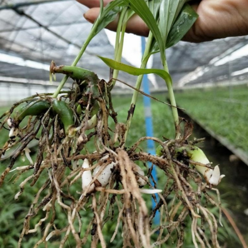 三叉紫花大白芨包邮全场批发价格包技术包成活