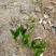三叉紫花大白芨包邮全场批发价格包技术包成活