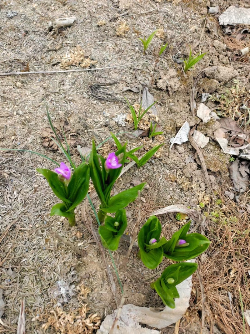 三叉紫花大白芨包邮全场批发价格包技术包成活