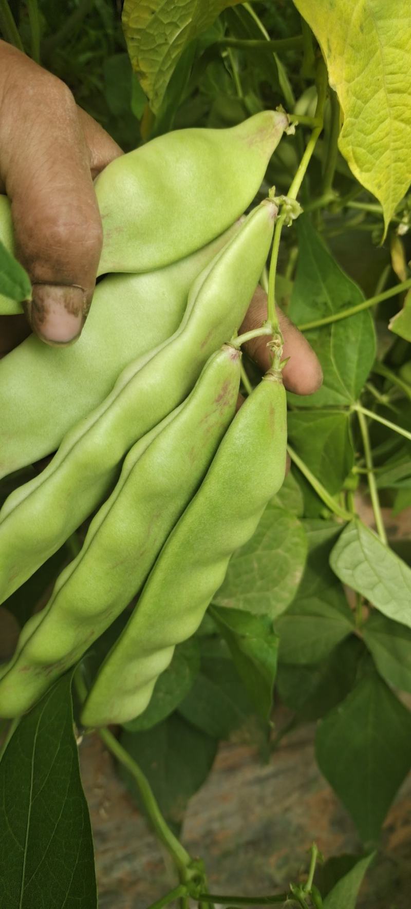 油豆苗